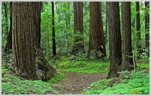 Henry Cowell Redwoods State Park