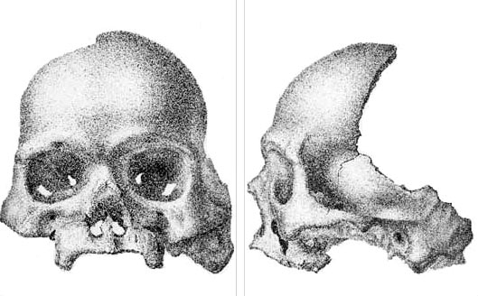 Calaveras Skull