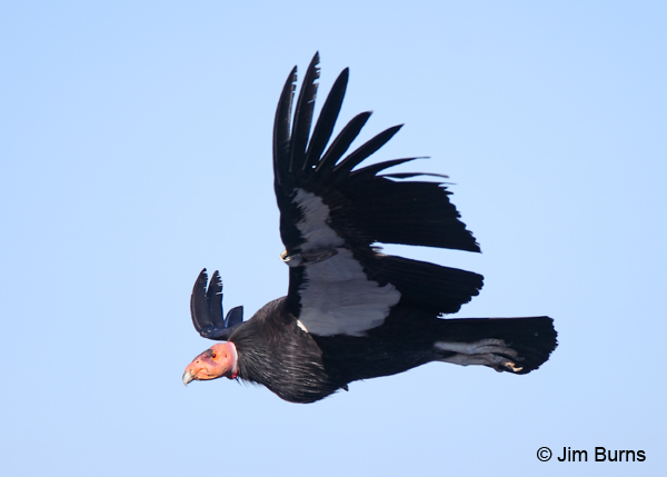 California Condor flight.