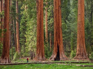 Sequoia National Park, big trees trail.