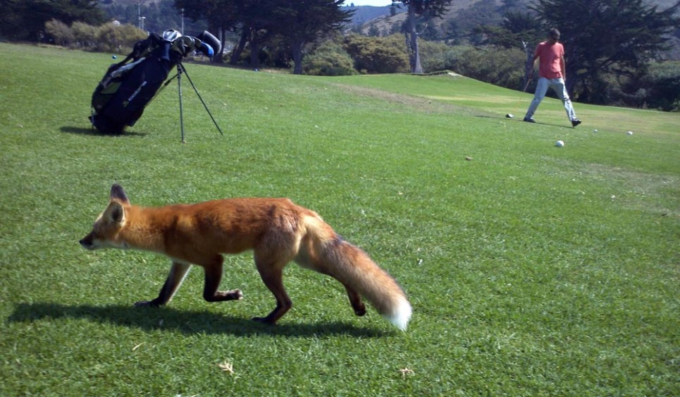 Sharp Park Golf Course, Pacifica.