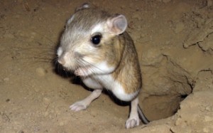 The endangered giant kangaroo rat is one of the key species of California's Carrizo Plain.