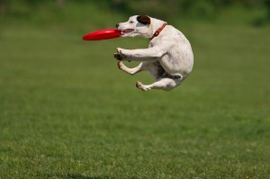 Dog with a Frisbee.