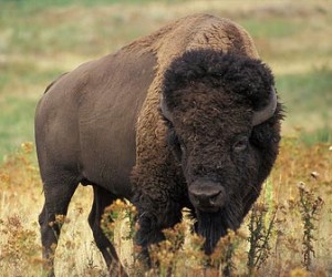 Bison buffalo in Golden Gate Park.