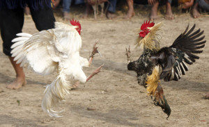 Cockfight.