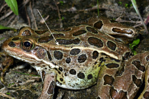 Leopard Frog.