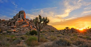 Joshua Tree National Park.