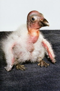 California condor chick.